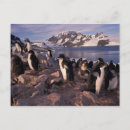 Recherche de adelie penguin posters Oiseau