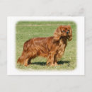 Zoek naar cavalier king charles spaniel briefkaarten Canine