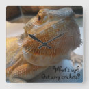 Recherche de barbu horloges Lézard