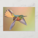 Recherche de colibri coloré cartes postales Tropical