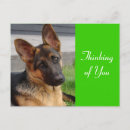 Recherche de bergers cartes postales Chiot