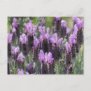 Recherche de fleurs lavande cartes postales Jardin
