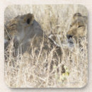 Recherche de tête lion dessous de verres Jour