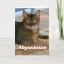 Recherche de abyssinien Amoureux des chats