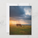 Zoek naar pastoral briefkaarten Land