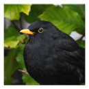 Recherche de mâle photographie Photographie de la faune