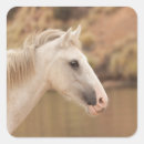 Zoek naar witte paarden stickers Wild