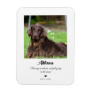 Recherche de sympathie magnets Dog