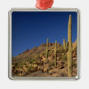 Recherche de tucson ornements Plante