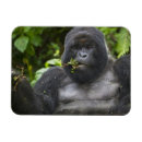Recherche de gorille de montagne magnets Groupe