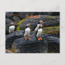 Recherche de macareux cartes postales Nature