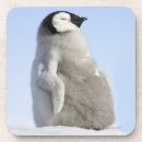 Recherche de pingouin dessous de verres Nature