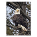 Recherche de rapaces posters Faune