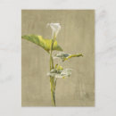Recherche de callas cartes postales Floral