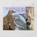 Recherche de scintillement cartes postales Yellowhammer