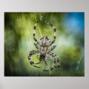 Recherche de araignées art Animal