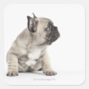 Recherche de petite race de chien autocollants Nature