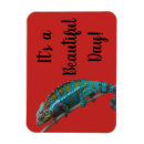 Recherche de lézard magnets Animal