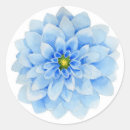 Recherche de dahlia autocollants Bleu