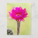 Recherche de hybride cartes postales Flore
