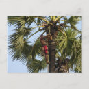Recherche de cocotier cartes postales Noix de coco