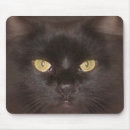 Recherche de plot réflectorisé noir Yeux