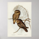 Recherche de illustration de hibou posters Animal
