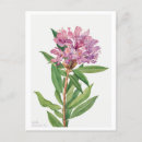Recherche de rhododendron cartes postales Rose