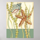 Recherche de coquillage art Étoile de mer