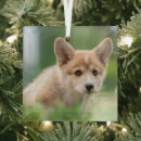 Recherche de pembroke welsh corgi ornements Canine