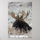 Recherche de orignaux taureau posters Faune