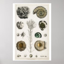 Zoek naar fossielen kunst Vintage