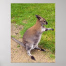 Recherche de kangaroo posters Australien