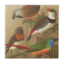 Recherche de animal familier carreaux Oiseau