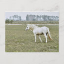 Recherche de cheval camargue cartes postales Blanc
