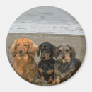 Recherche de teckel maison magnets Doxie