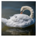 Zoek naar zwanen tegels Zwaan
