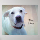 Recherche de yeux de chien posters Chiot