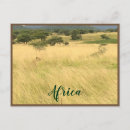 Recherche de lions africains cartes postales Gros chats