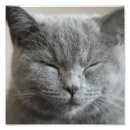 Recherche de chats de chat photographie Monochrome