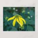 Recherche de fleur sauvage jaune cartes postales Floral