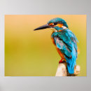 Zoek naar ijsvogels posters Foto