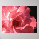 Recherche de x12 Fleurs