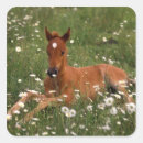 Recherche de cheval arabe autocollants Poney