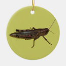 Recherche de cricket christmas decor Sauterelle