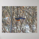 Recherche de rouge gorge posters Robin