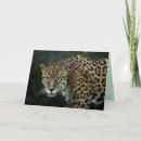 Recherche de jaguar vœux cartes Félin