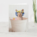 Zoek naar sphynx katten kaarten Haarloos