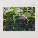Recherche de algues cartes postales Photographie