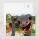 Zoek naar grappige struisvogels briefkaarten Foto